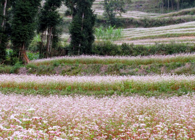 Hoa tam giac mach.png.jpg