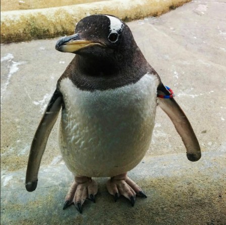 learn365project_penguin.jpg